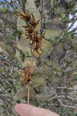 Fouquieria columnaris