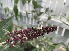 Odontomyia decipiens