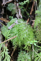 Hymenophyllum demissum