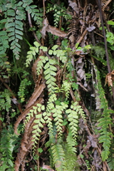 Adiantum cunninghamii