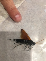 Urocerus californicus