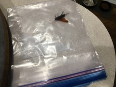 Urocerus californicus