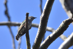 Chrysococcyx lucidus