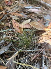 Festuca occidentalis