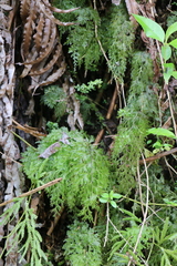 Hymenophyllum demissum