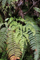 Adiantum cunninghamii