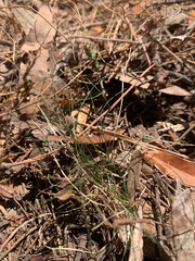 Festuca occidentalis