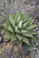 Agave shawii