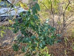 Karwinskia humboldtiana