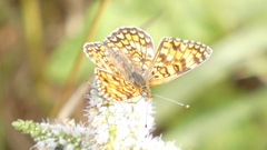Melitaea phoebe