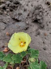 Cienfuegosia sulphurea