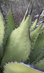 Agave shawii