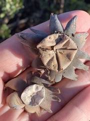 Astraeus hygrometricus