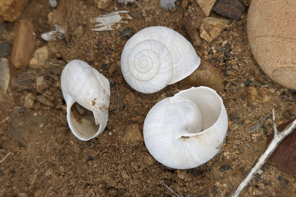 Xerarionta orcutti