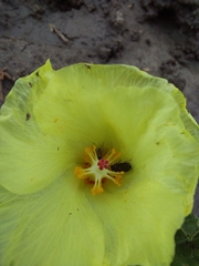 Cienfuegosia sulphurea