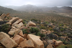 Pelargonium crithmifolium