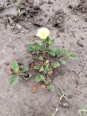 Cienfuegosia sulphurea