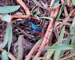 Cryptinae