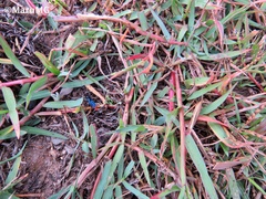 Cryptinae