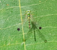 Amblypsilopus zonatus