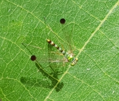 Amblypsilopus zonatus