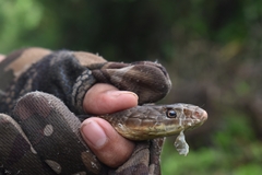 Masticophis mentovarius