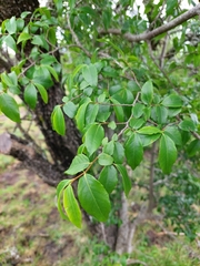 Ruprechtia laxiflora