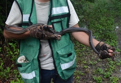 Masticophis mentovarius