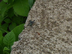 Paraphidippus aurantius