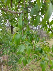 Ruprechtia laxiflora