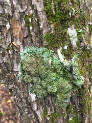 Physconia subpallida