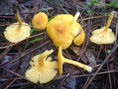 Cantharellus tabernensis