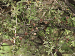Leptospermum scoparium