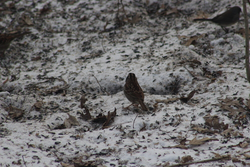White-throated Sparrow photographed in Ohio