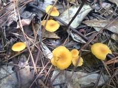 Cantharellus tabernensis