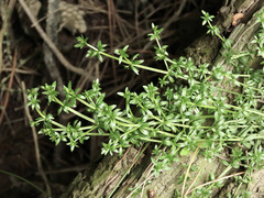 Galium palustre