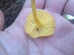 Cantharellus tabernensis