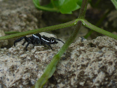 Paraphidippus aurantius