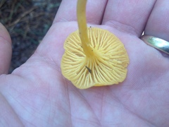 Cantharellus tabernensis