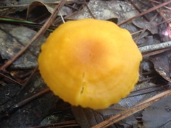 Cantharellus tabernensis