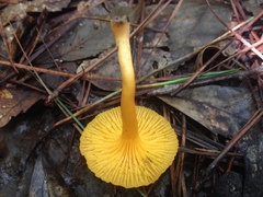 Cantharellus tabernensis