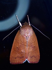 Calymera