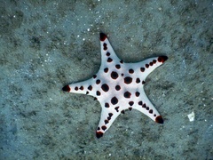 Protoreaster nodosus