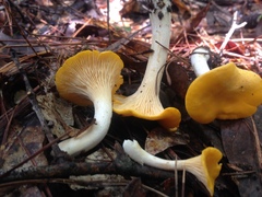 Cantharellus septentrionalis