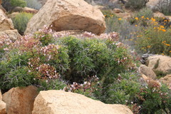 Pelargonium crithmifolium