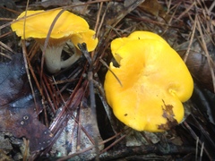 Cantharellus septentrionalis