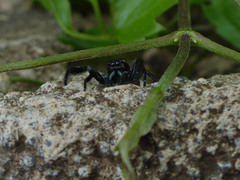Paraphidippus aurantius