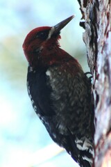 Sphyrapicus ruber daggetti