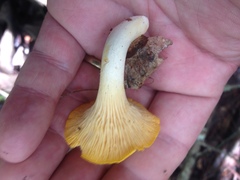 Cantharellus septentrionalis