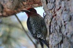 Sphyrapicus ruber daggetti